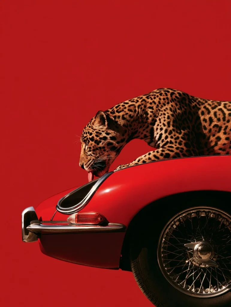 Jaguar leaning over the bonnet of a red vintage sports car against a solid red background